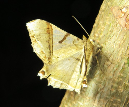 Chorodnodes rothi