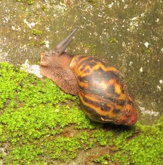 Archachatina marginata