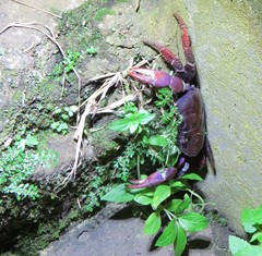 Johngarthia weileri