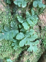 Hymenophyllales