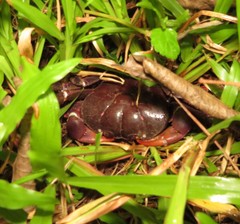 Johngarthia weileri