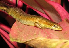 Trachylepis thomensis