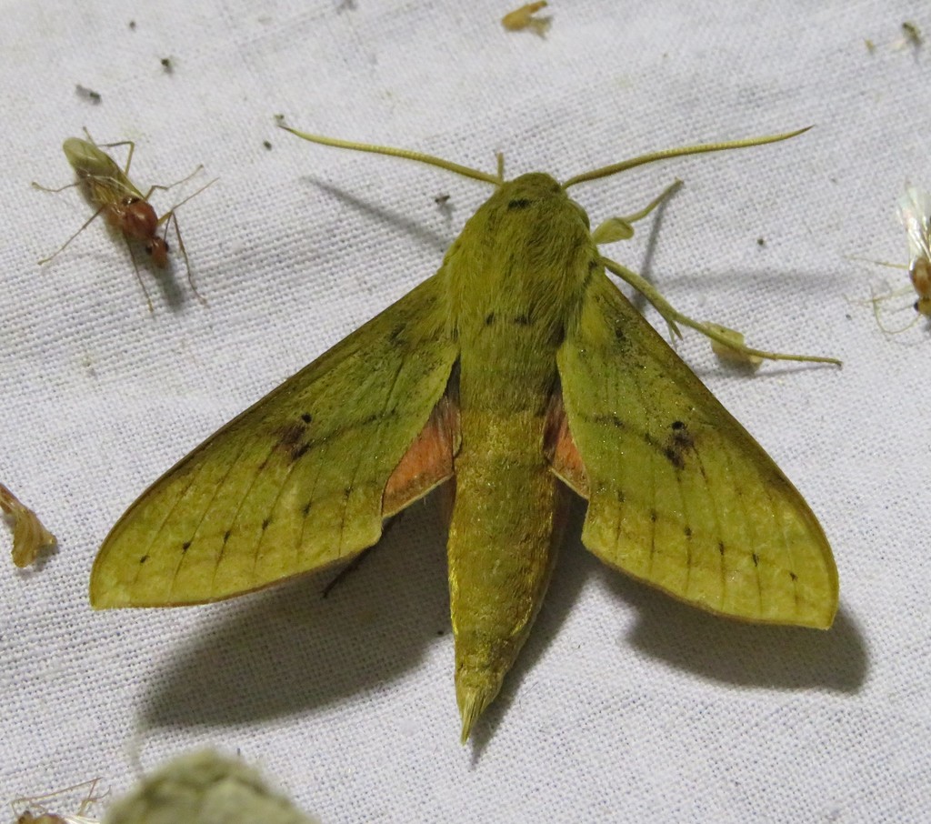 Hippotion talboti