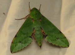 Euchloron megaera serrai