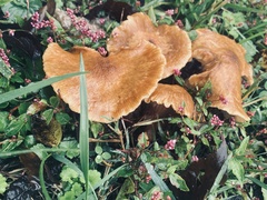 Fungi