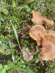 Fungi