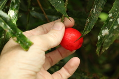 Hicksbeachia pinnatifolia