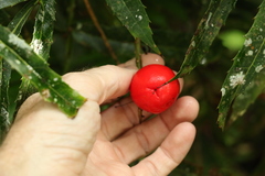 Hicksbeachia pinnatifolia