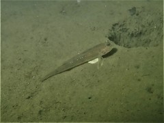 Acentrogobius pflaumii