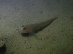 Acentrogobius pflaumii