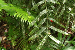 Hicksbeachia pinnatifolia