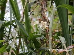 Clematis meyeniana