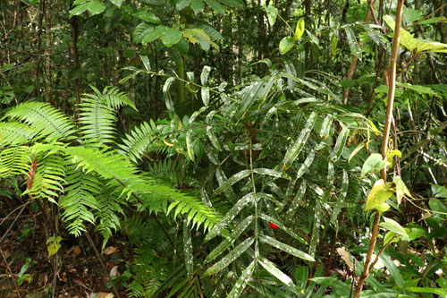 Image of Hicksbeachia pinnatifolia by (c) Greg Tasney, some rights reserved (CC BY-SA)
