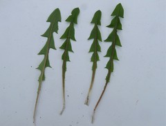 Taraxacum gelertii