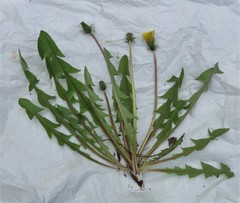 Taraxacum gelertii