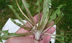 Taraxacum gelertii