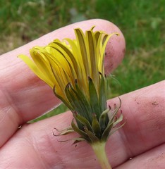Taraxacum gelertii