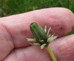 Taraxacum gelertii