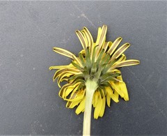 Taraxacum gelertii