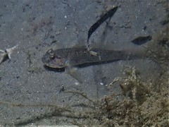 Acentrogobius pflaumii