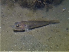 Acentrogobius pflaumii