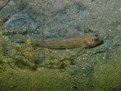 Acentrogobius pflaumii