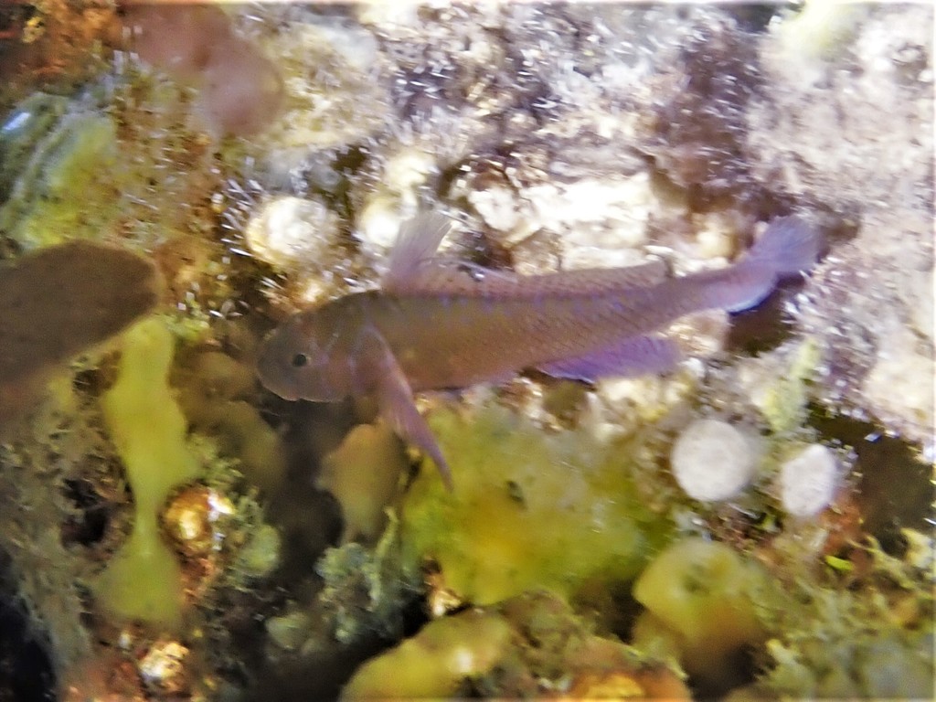 Nape-band reef-goby (Priolepis nuchifasciata) — Gobiidae