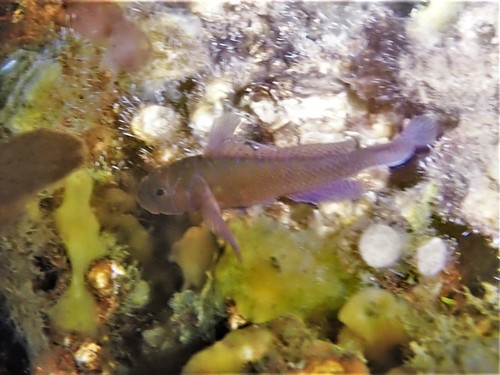Nape-band reef-goby (Priolepis nuchifasciata) — Gobiidae