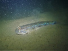 Acentrogobius pflaumii