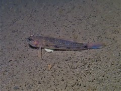 Acentrogobius pflaumii