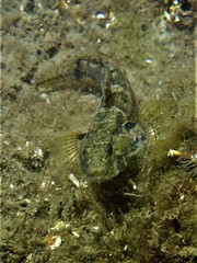 Bathygobius krefftii