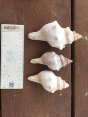 Fasciolariidae