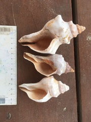 Fasciolariidae
