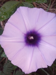 Ipomoea cairica