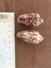 Conus archiepiscopus