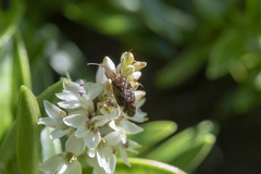 Chinamiris indeclivis