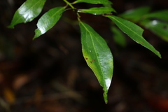 Cryptocarya laevigata