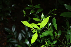 Cryptocarya laevigata