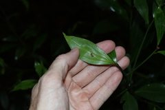Cryptocarya laevigata