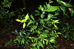 Cryptocarya laevigata