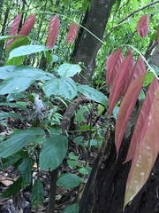 Connaraceae