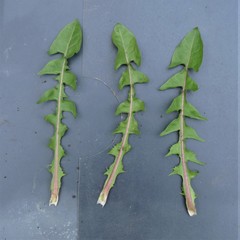 Taraxacum fusciflorum