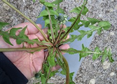 Taraxacum fusciflorum