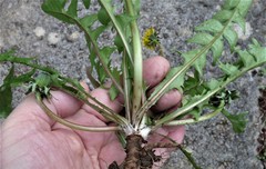 Taraxacum fusciflorum