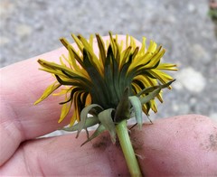 Taraxacum fusciflorum