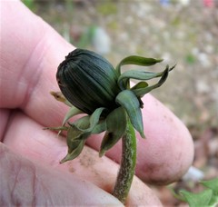 Taraxacum fusciflorum