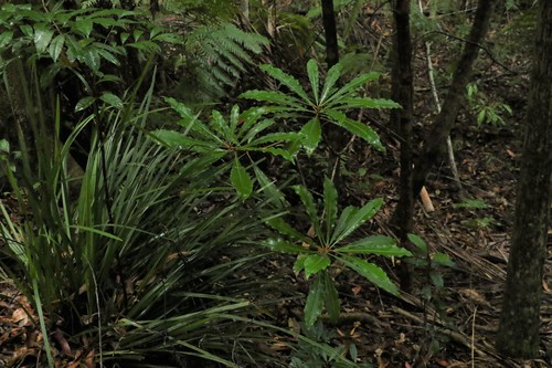 Image of Anopterus macleayanus by (c) Greg Tasney, some rights reserved (CC BY-SA)
