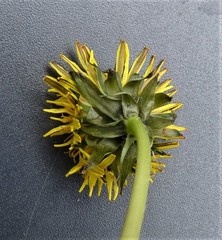 Taraxacum fusciflorum