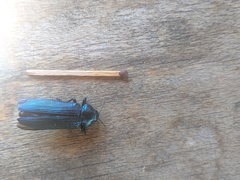 Pseudocastalia bennigseni