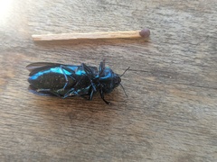 Pseudocastalia bennigseni